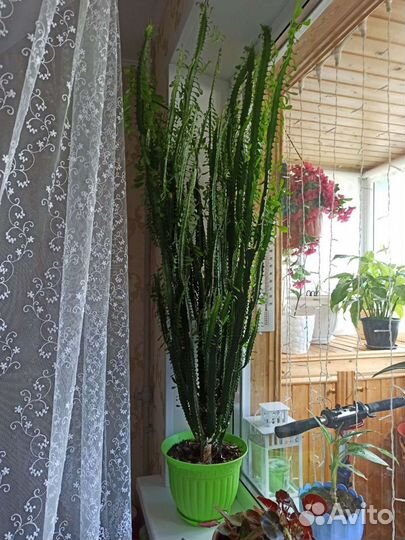 Кактус молочай