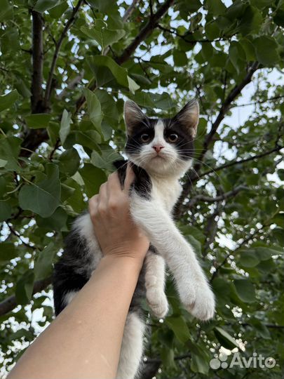 Кошки в добрые руки