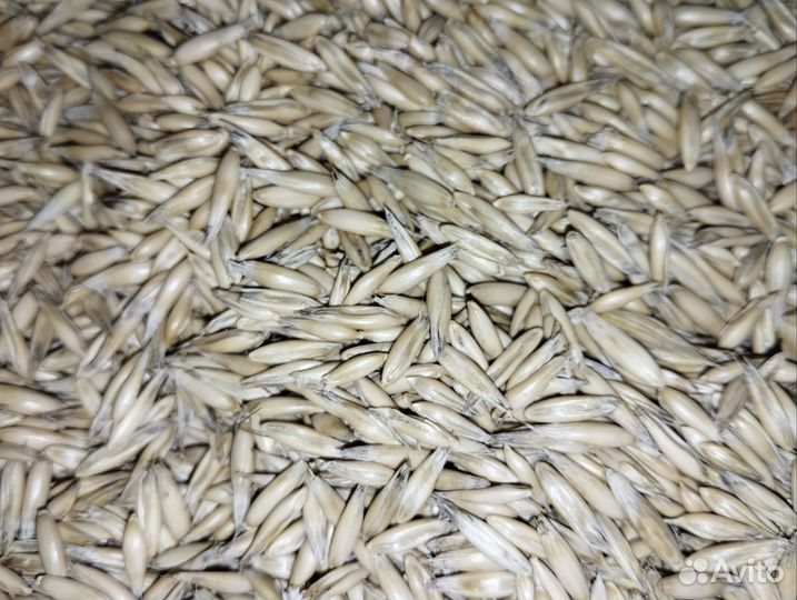 Зерно Пшеница