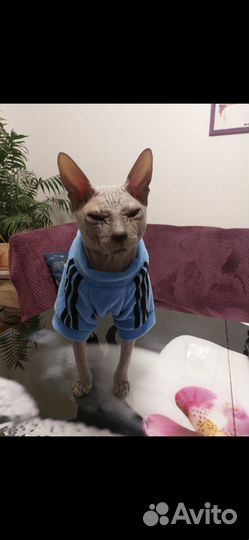 Донской сфинкс вязка