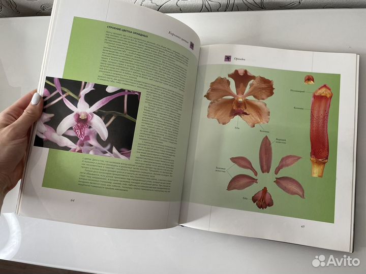 Энциклопедия для детей Цветы Мира (Аванта)