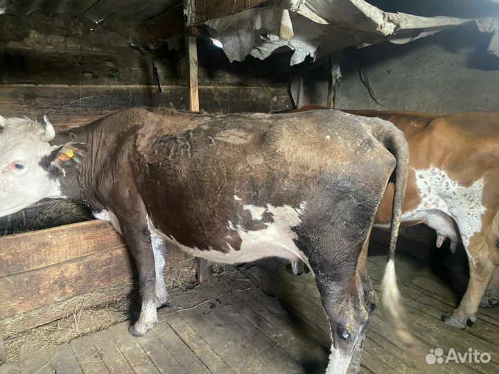 Корова дойная