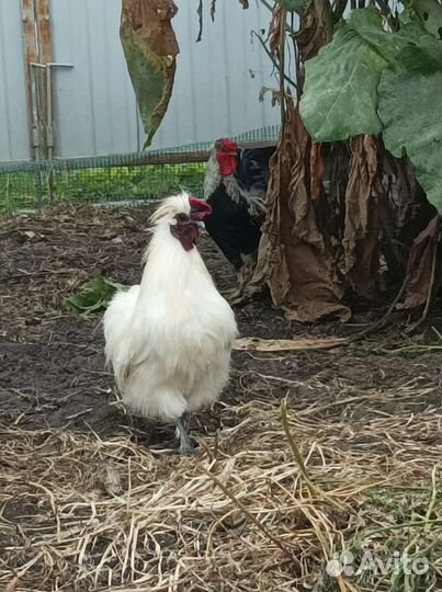 Петухи бентамка и китайский шёлковый