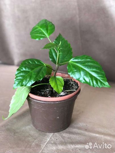 Китайская роза