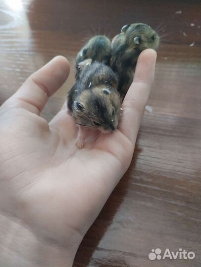 Джунгарский хомячки