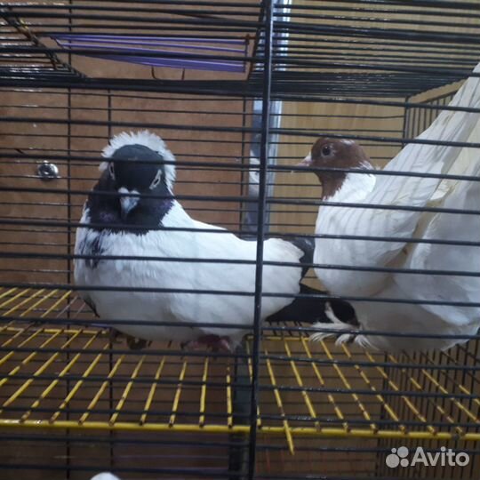 Голуби: чехи, гривуны, бакинцы, бойные