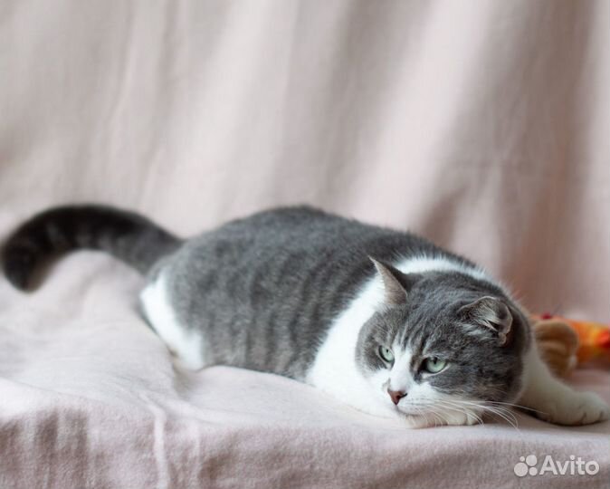 Кошка Феня, 6 лет