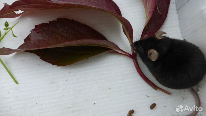 Мышки белые и черные