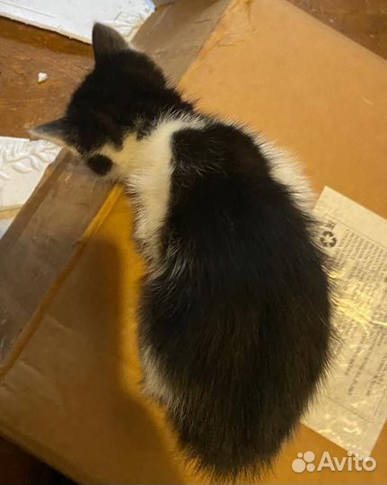 Кошка в дар бесплатно