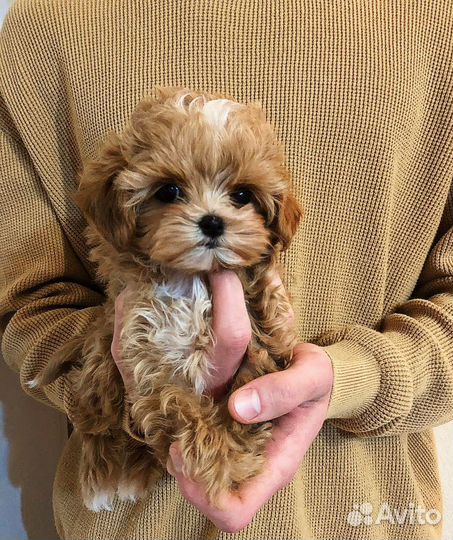 Мальтипу f1 мини