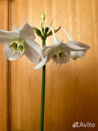 Цветущая лилия с горшком