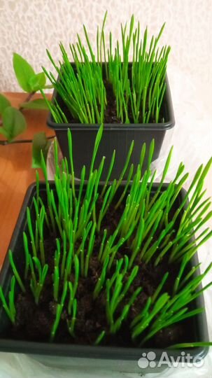 Трава для кошек