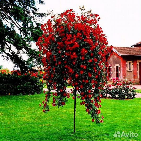 Розы на штамбе