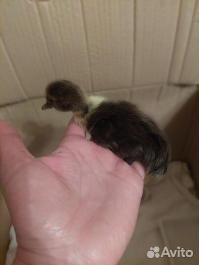 Индоутята подрощенные