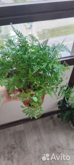 Папоротник даваллия