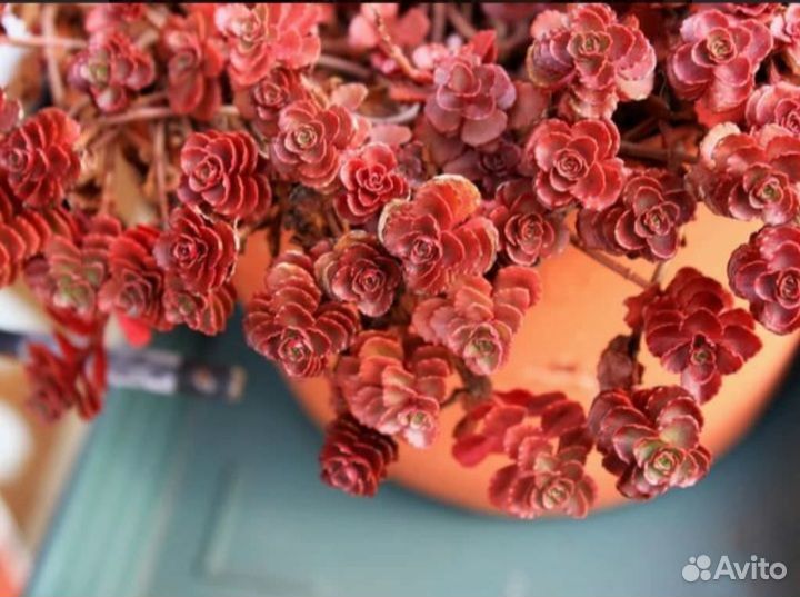 Очиток Dragons Blood (Дрэгонс Блад), растение
