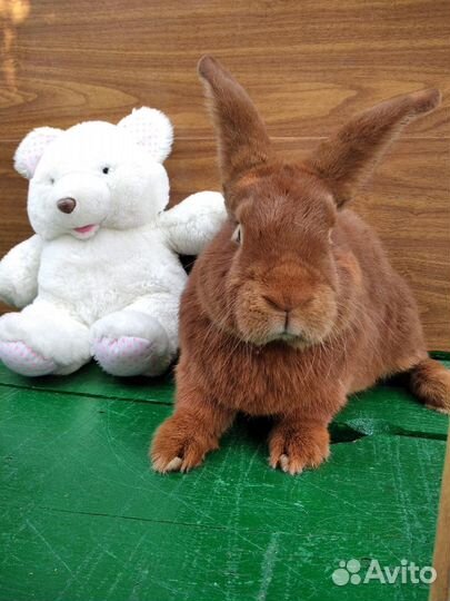 Кролики: нзк, калифорния, фландеры, строкачи, бара