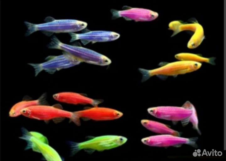 Рыбки тернеции, Данио и многое другое