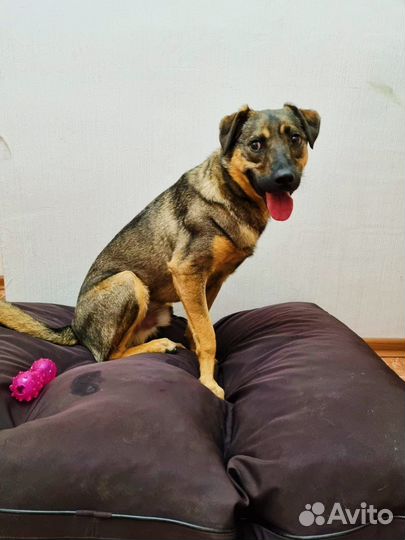 Собака в добрые руки отдам бесплатно из прита