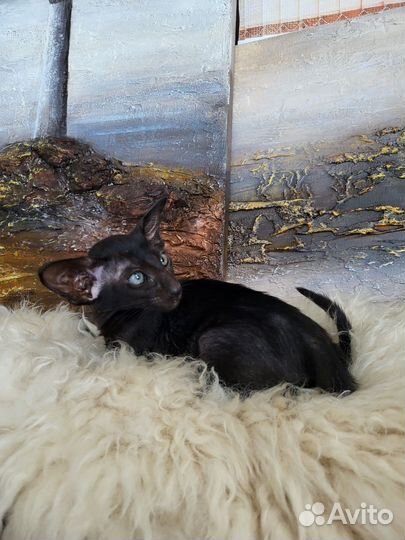 Ориентальные котята