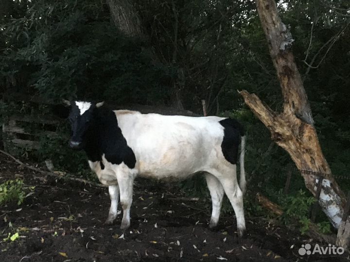 Продам корову и телку