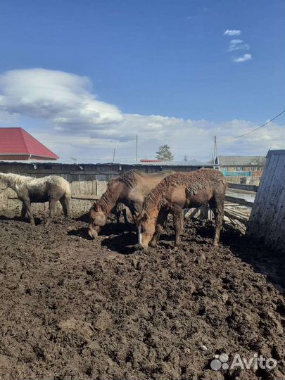 Жеребята годовалые, крупные на откорме 3 месяца