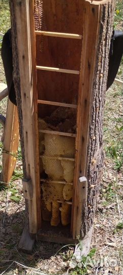 Башкирский мед 2023