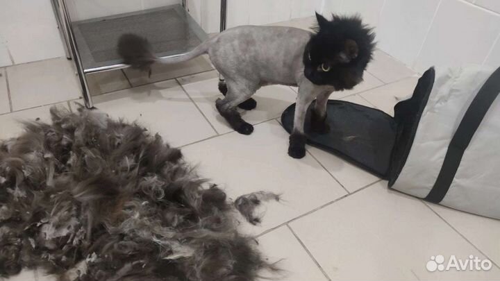 Стрижка животных, сеть салонов, рядом с домом