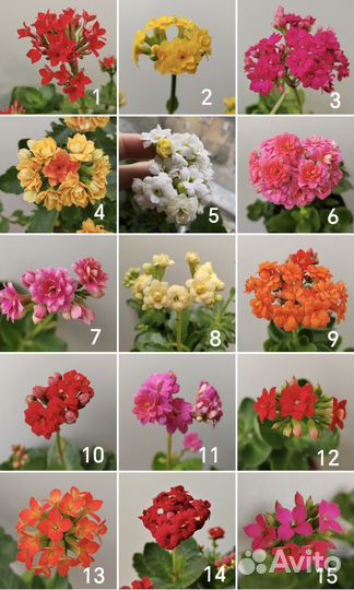 Каланхоэ разные цвета, редкие расцветки