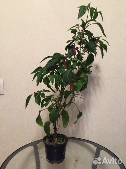 Перец комнатный острый с плодами