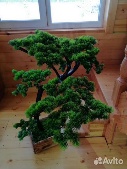 Бонсай сосна. Интерьерное дерево