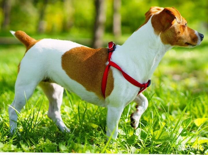 Выгул собак