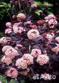 Саженцы-Пузыреплодник калинолистный Леди ин ред'