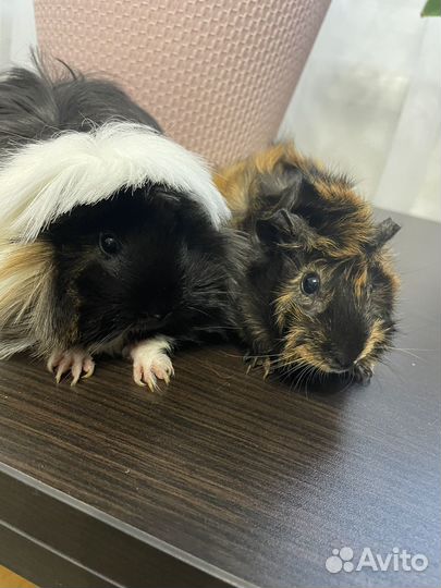 Морские свинки