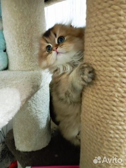 Шотландские котята