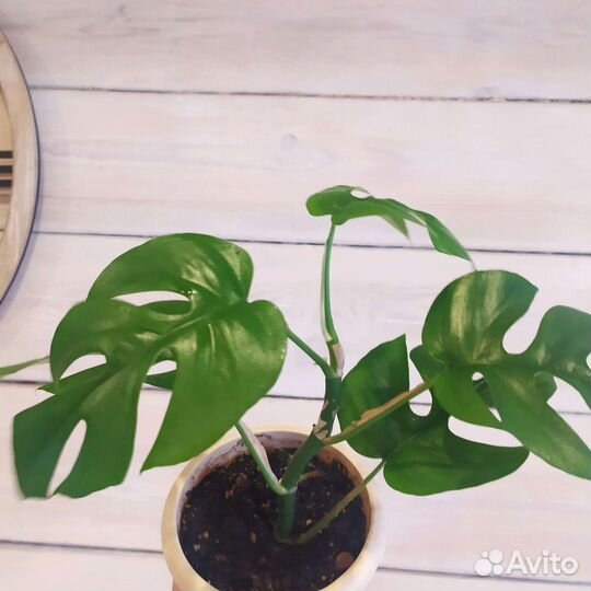 Монстера минима, рафидофора