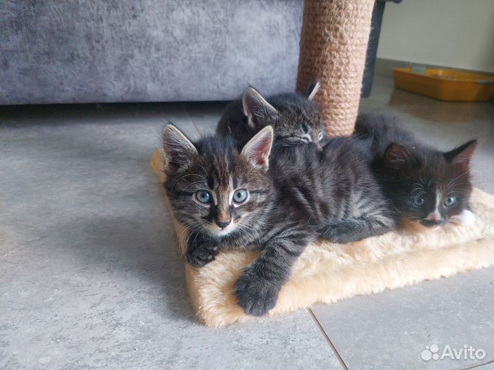 Курильский бобтейл, котята
