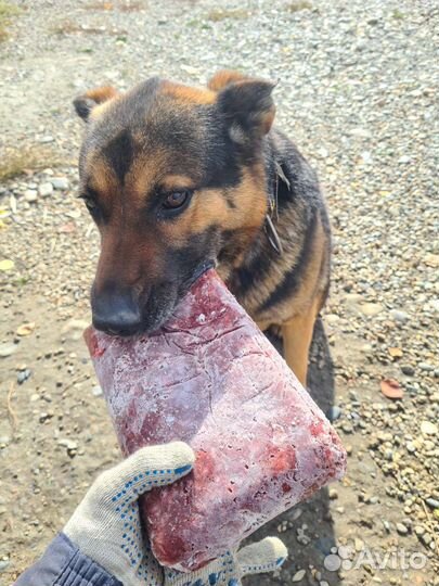 Фарш для собак