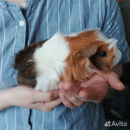 Морская свинка девочка