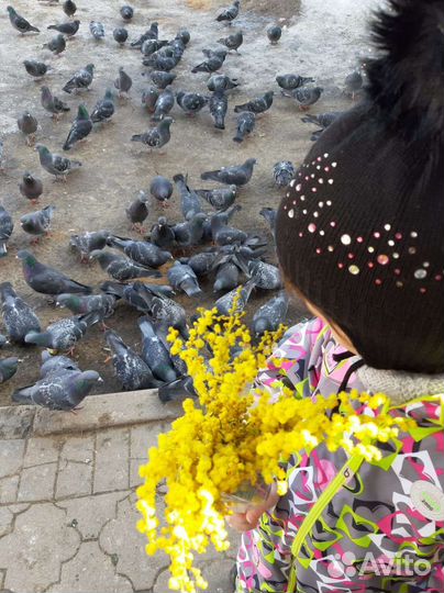 Ветровка для девочки 104