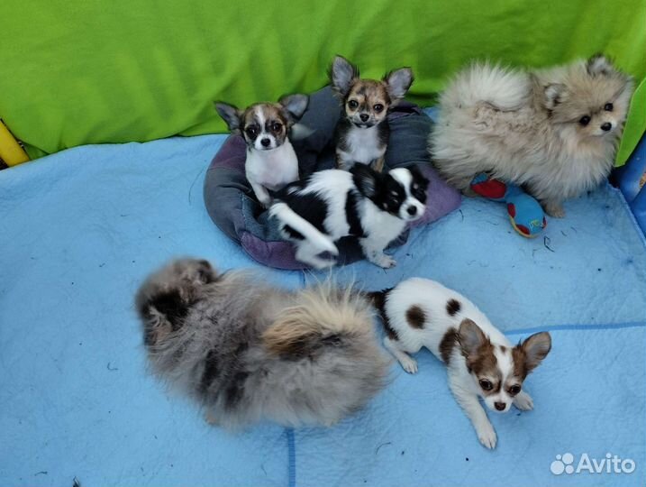 Чихуахуа. Доставка. Ветпаспорт