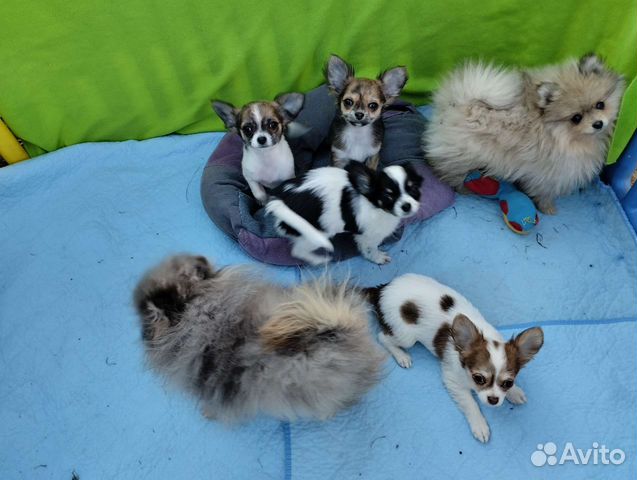 Чихуахуа. Доставка. Ветпаспорт