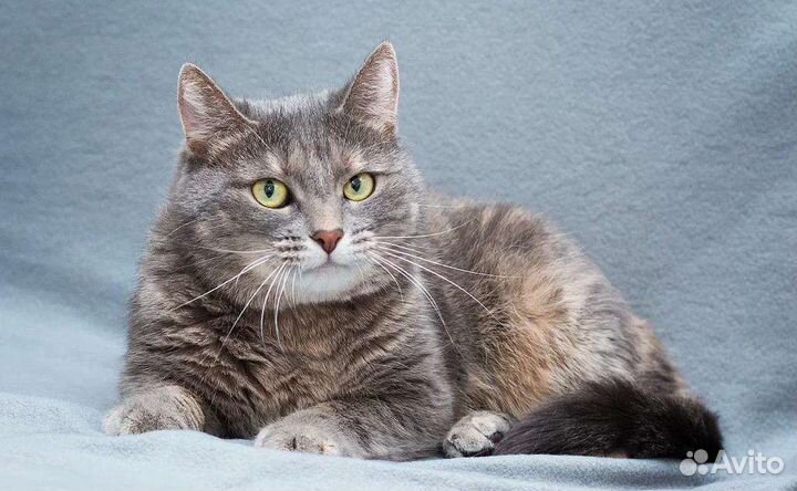 Кошка Леди Мэри ищет дом