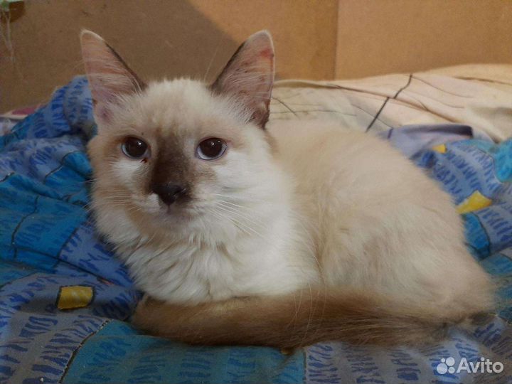 Тарас ищет дом, кастрирован