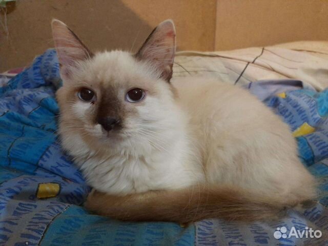 Тарас ищет дом, кастрирован