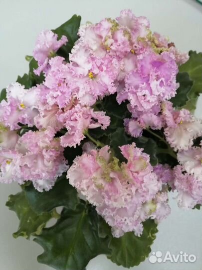 Фиалки стандарты