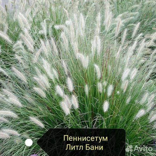 Декоративные злаки, люпин семена