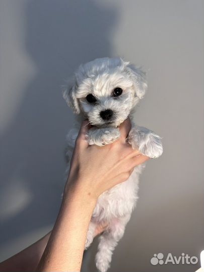 Щенки Бишон-фризе