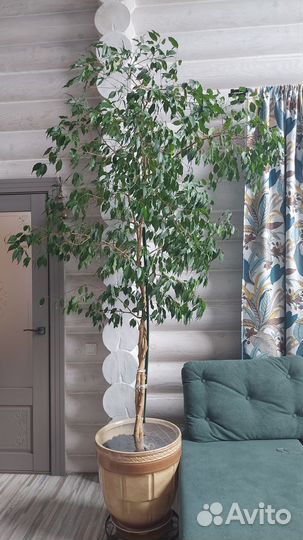 Фикус бенджамина большой