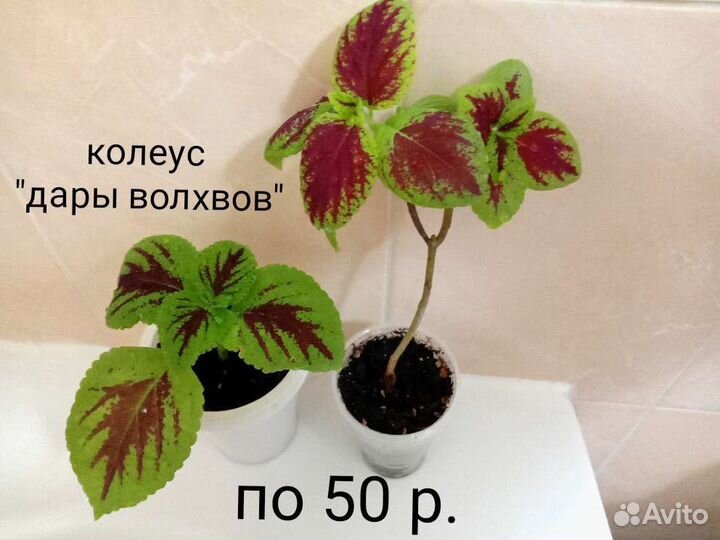 Цветы комнатные много